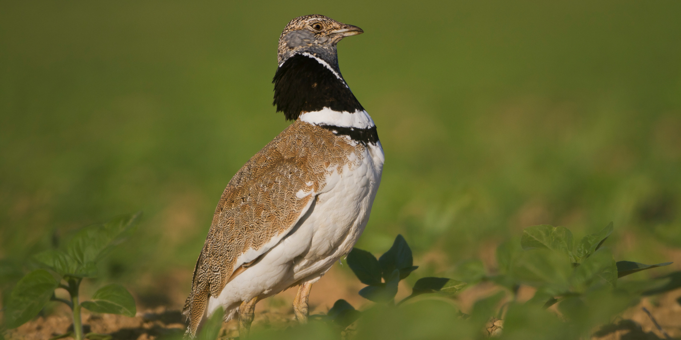 Outarde canepetière